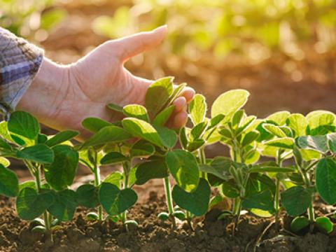 Syngenta