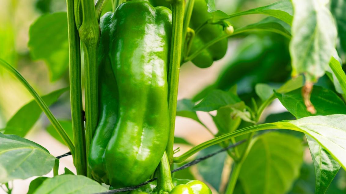 chile_pimiento.jpg