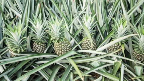 Protección Cultivos Piña | Syngenta