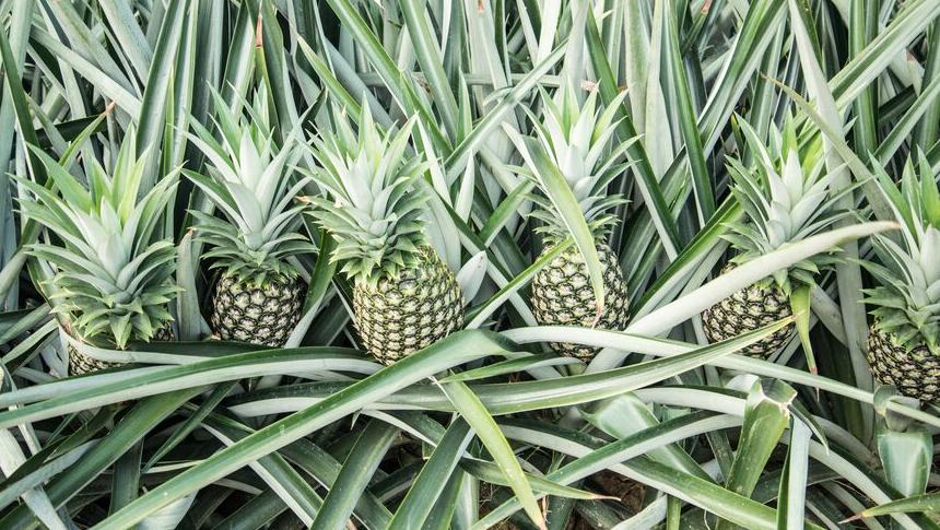 Piña