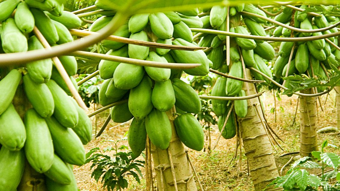 papaya.jpg