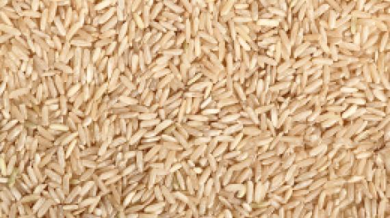 arroz-syngenta