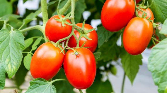 tomate.jpg
