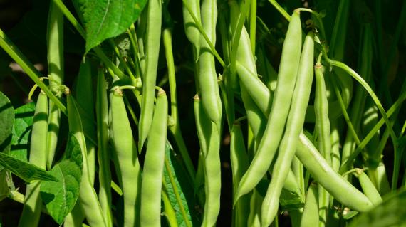 cover-guia-cultivo-frijol.jpg