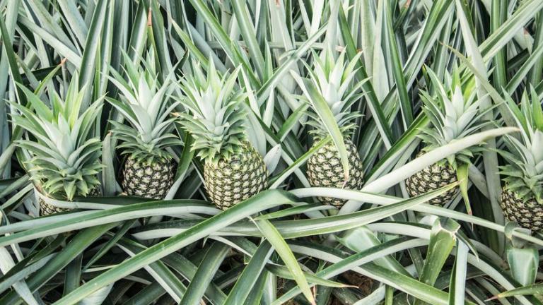 Piña