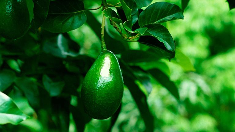aguacate.jpg