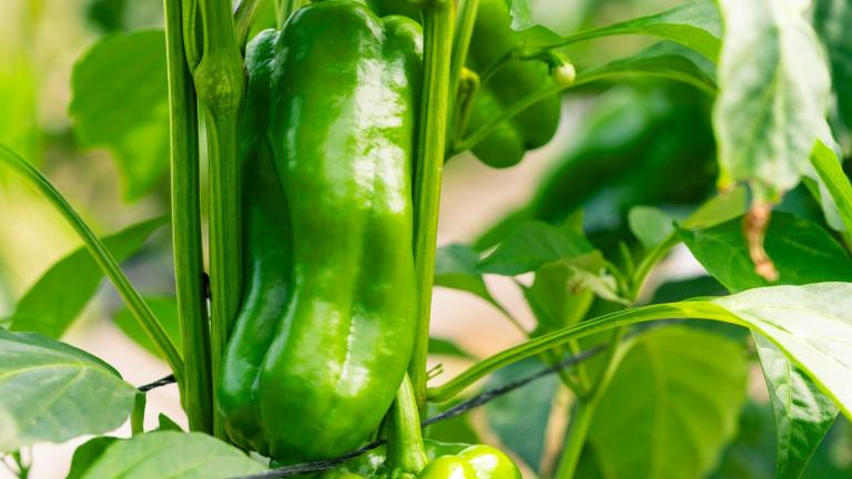 chile_pimiento.jpg