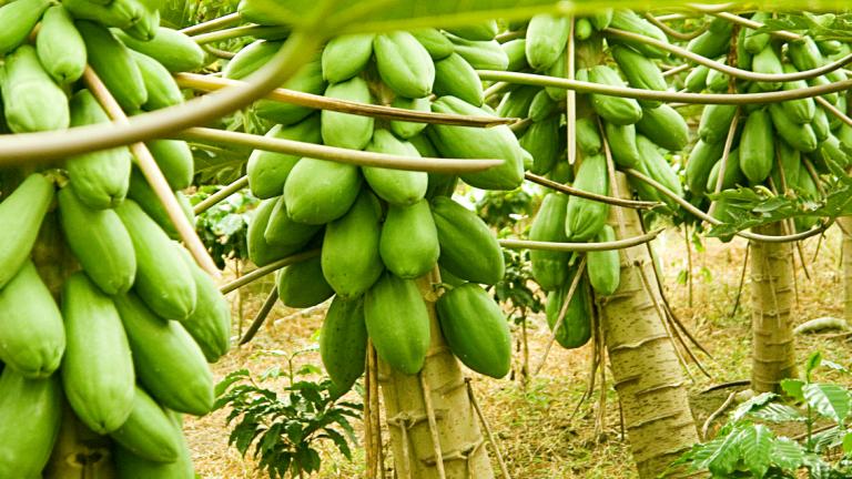 papaya.jpg